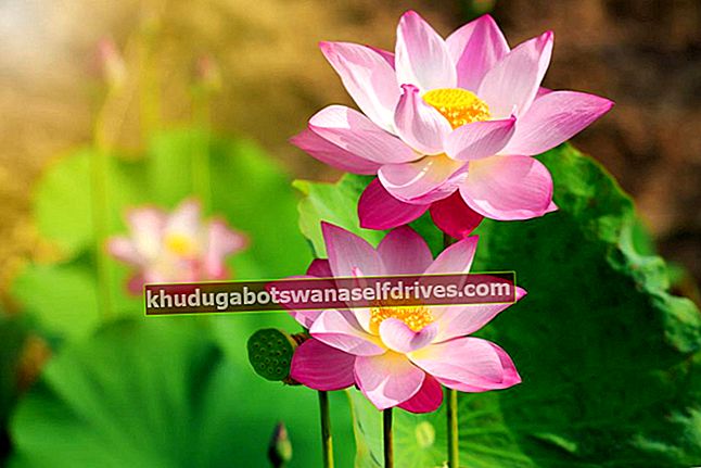 obrázok lotosového kvetu