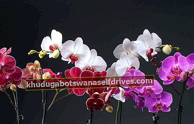 orkide blomsterbilde