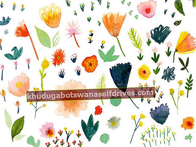10+ obrázkov krásnych a krásnych kvetov rôznych typov