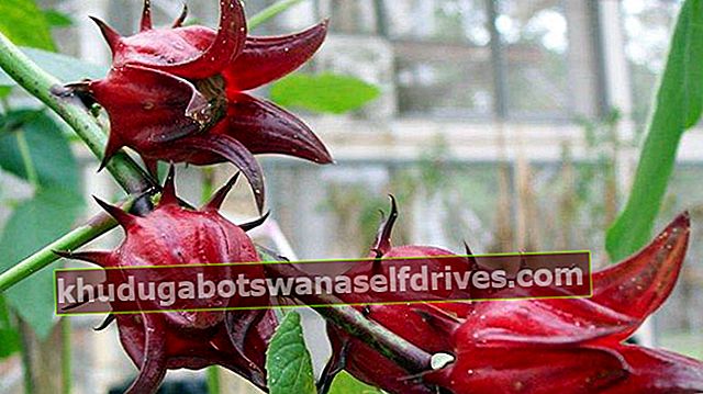 virkningen af ​​rosella-planten toba