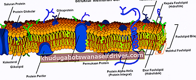 κυτταρική μεμβράνη δομή είναι