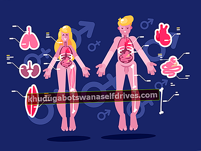 Anatómia a funkcie ľudského tela + obrázky