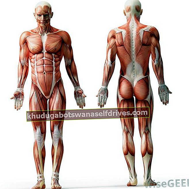 menneskekroppens anatomi