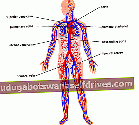 menneskekroppens anatomi