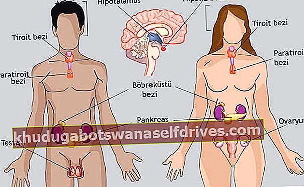 az emberi test anatómiája