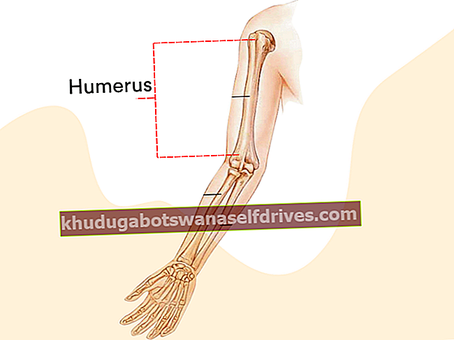 Funkcie hornej kosti (FULL) + štruktúra a výkresy