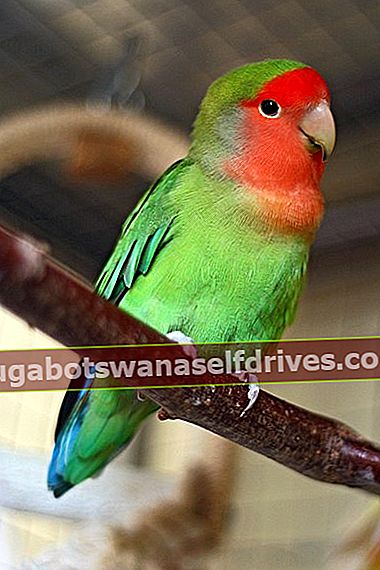 Súbor: Agapornis roseicollis - domáce zviera Lovebird s broskyňou na perch.jpg
