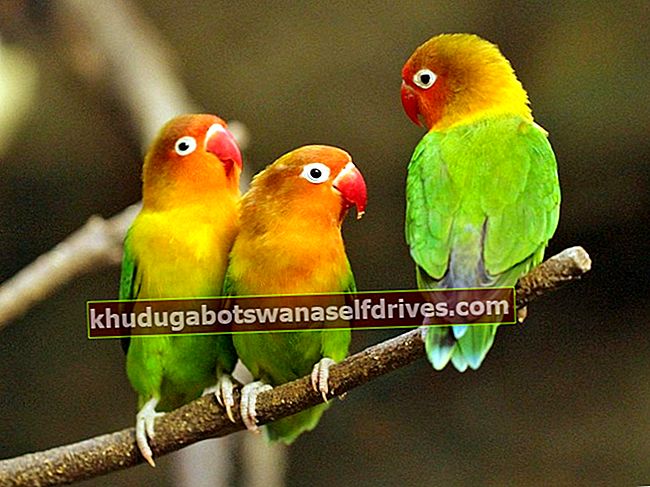 Lovebird australske kanelarkiver - Burungnya.com