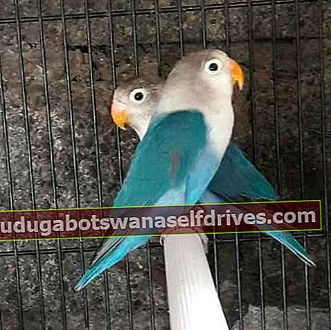 Sælger koboltblå lovebirds - Syd Jakarta - yola anita ...