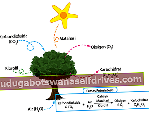 fotoszintetikus reakciók