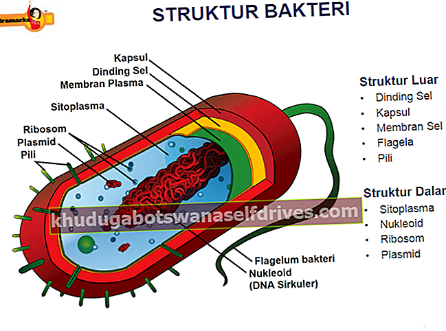 Βακτηριακή δομή