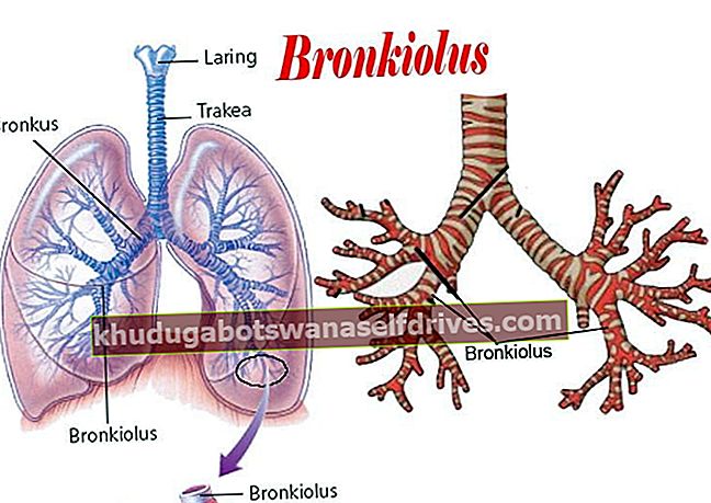 Funkcia bronchiolov