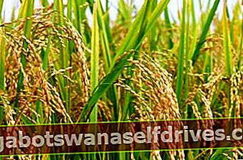 a növények előnyei az emberi rizs számára