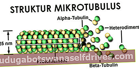 állati sejtszerkezet: Mikrotubulusok