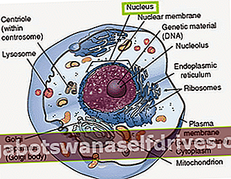 מבנה תאי בעלי חיים: גרעין