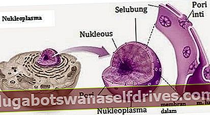 δομή κυττάρων ζώων: Νουκλεόπλασμα