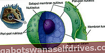 štruktúra zvieracích buniek: Jadrová membrána