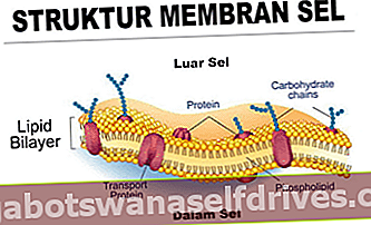 Membrane-celice