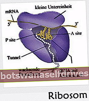 δομή των ζωικών κυττάρων: Ριβόσωμα