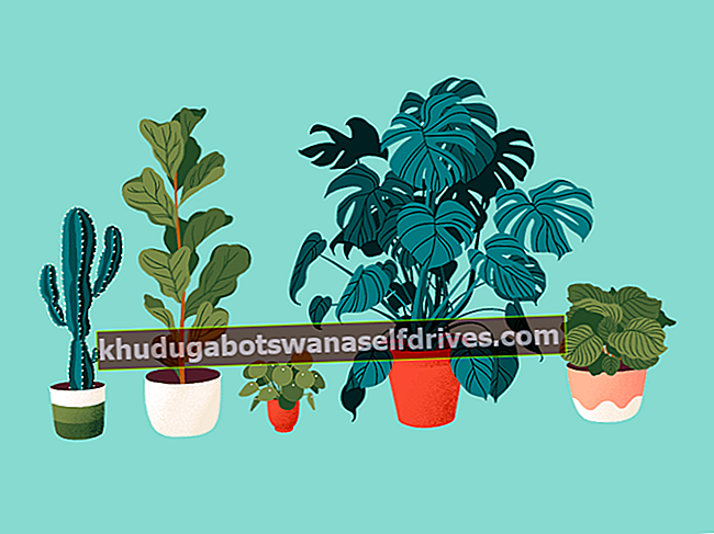 Kingdom Plantae (Plants): Kjennetegn, typer og eksempler