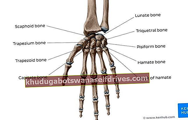 הפונקציה של עצמות כף היד