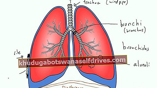 Udskillelsessystem i lungerne