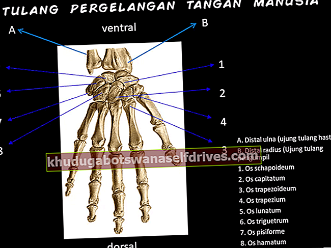 תפקוד עצמות פרק כף היד