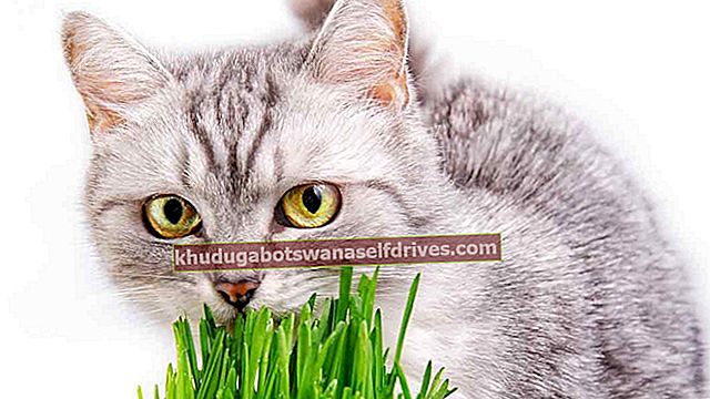 Prečo mačky radi jedia trávu? Tu je prieskum!