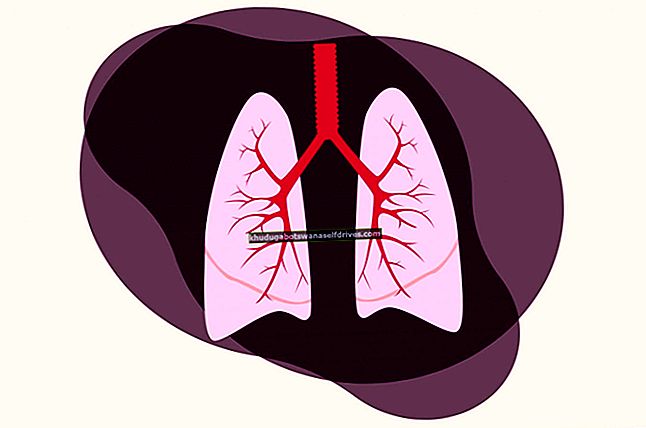 Lungebetennelse er: symptomer, diagnose og behandling
