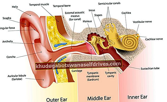 חלק האוזן
