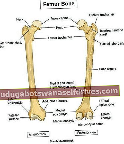 funkcia stehennej kosti