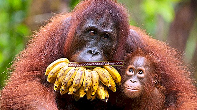 Billedresultater for orangutanger