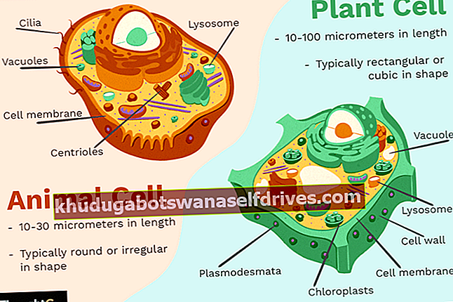 Živočíšne bunky a rastlinné bunky
