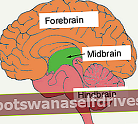 aktivácia stredného mozgu