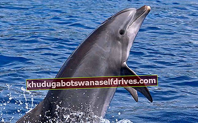 Αποτέλεσμα εικόνας για δελφίνι και ανθρώπους