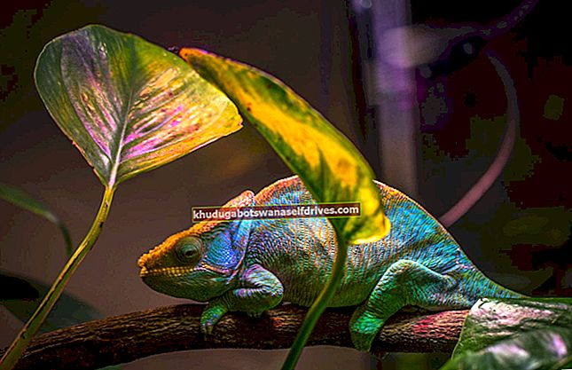 Ako môže chameleón zmeniť svoju farbu tela?