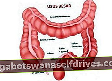 Prebavni sistem človeškega želodca