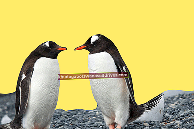 Ali imajo pingvini kolena?