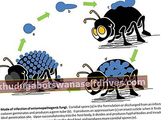 Beauveria bassiana: פטריית לכידת חרקים חזקה כחומר חרקים ביולוגי