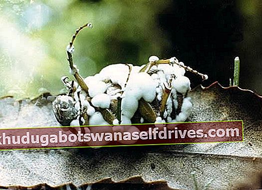 בובריה בסיאנה: פטרייה עוצמתית שלוכדת חרקים