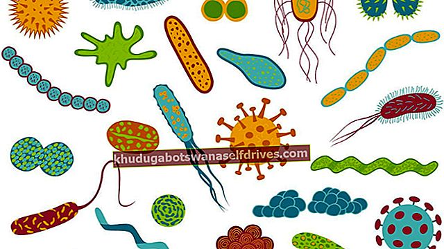 Faktisk er ikke alle bakterier dårlige!